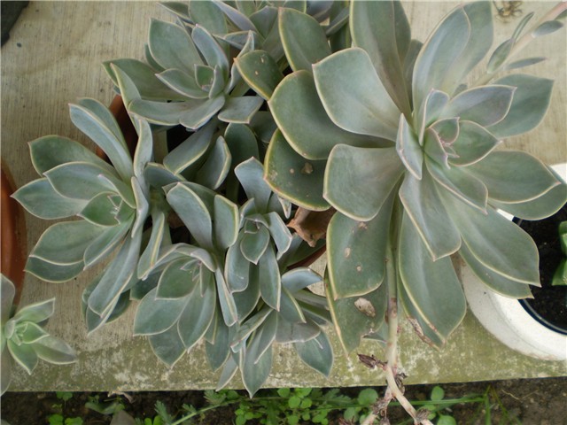 sukulent